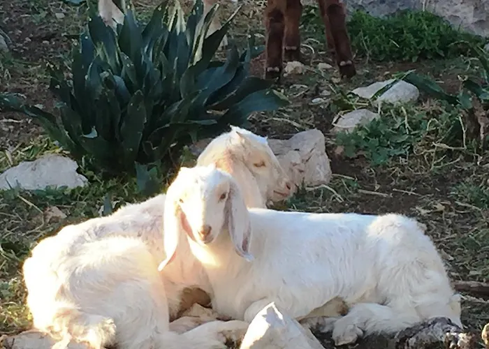 Kalopetri Kamiros