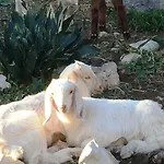 Kalopetri Kamiros